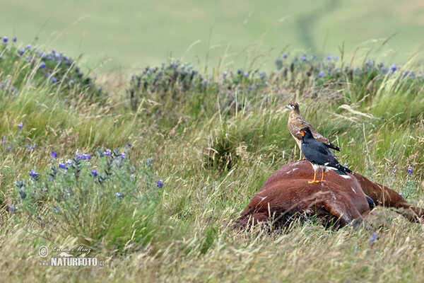 Carunculated Caracara (Phalcoboenus carunculatus)