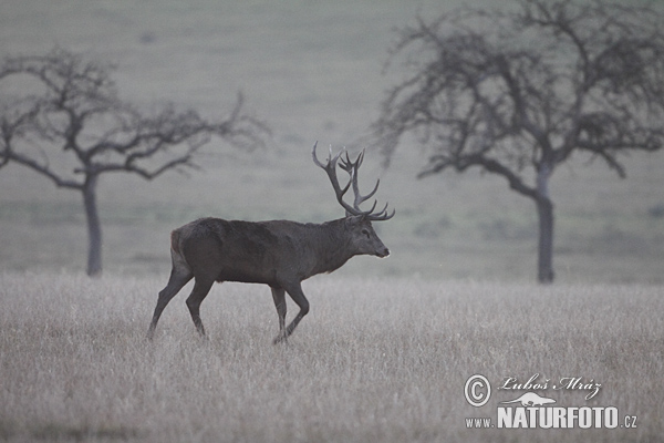 Cerf élaphe