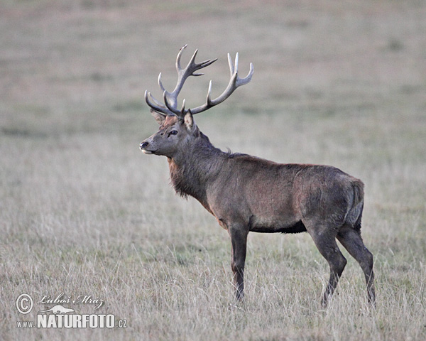 Cerf élaphe