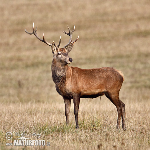 Cerf élaphe