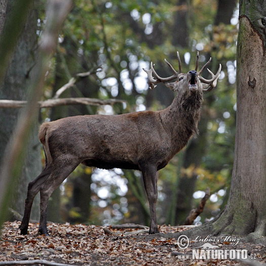 Cerf élaphe