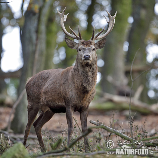 Cerf élaphe