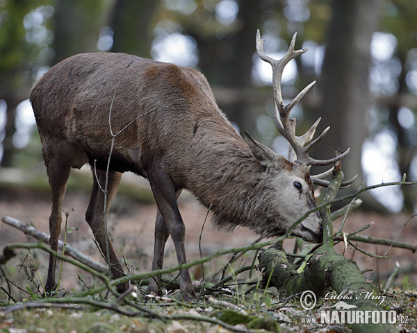 Cerf élaphe