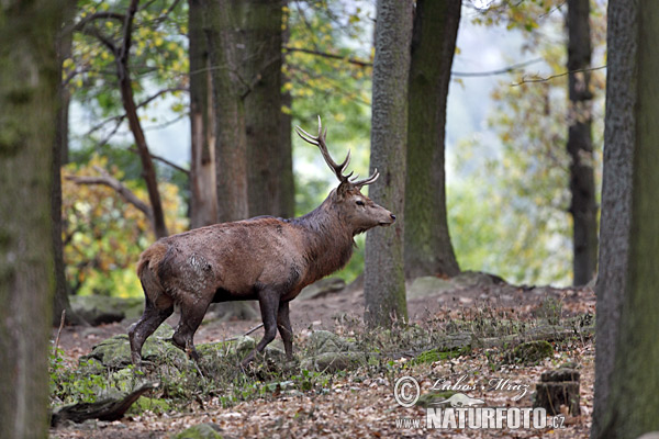 Cerf élaphe