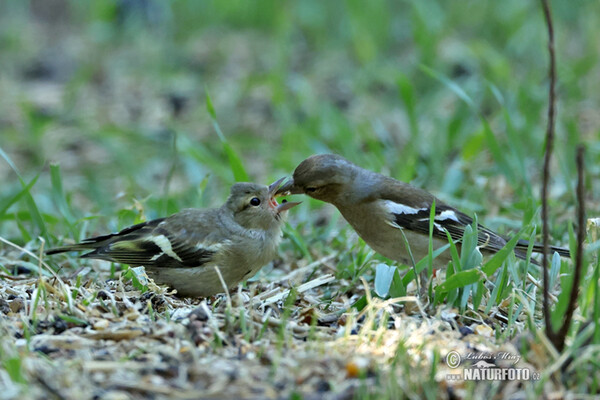 Chaffinch (Fringilla coelebs)