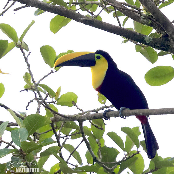 Choco Toucan (Ramphastos brevis)