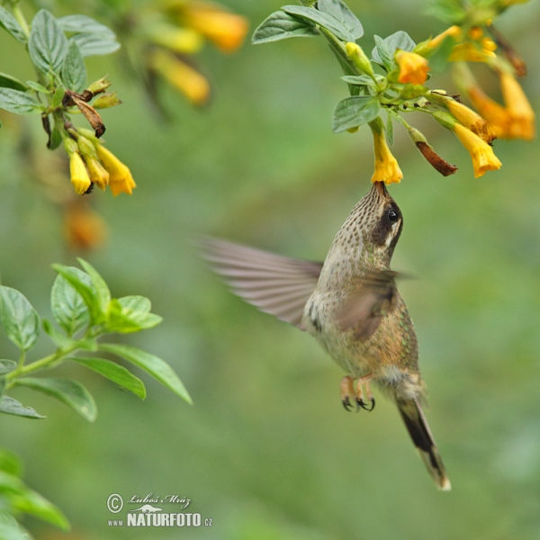 chwarzohrkolibri