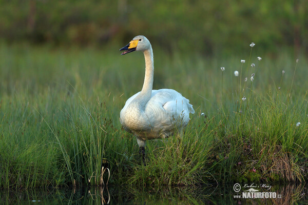 Cigno selvatico