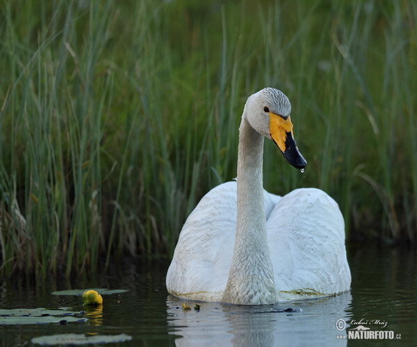 Cigno selvatico