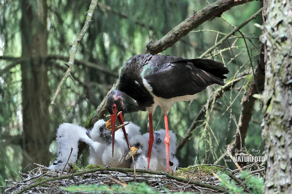 Cigogne noire