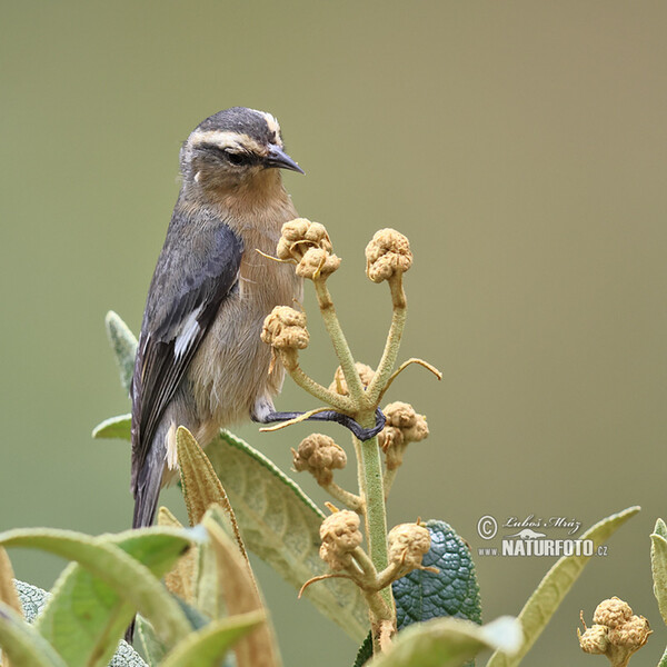 Cinereous Conebill (Conirostrum cinereum)