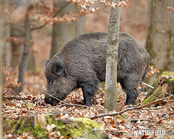 Cinghiale