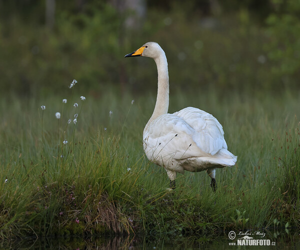 Cisne-bravo