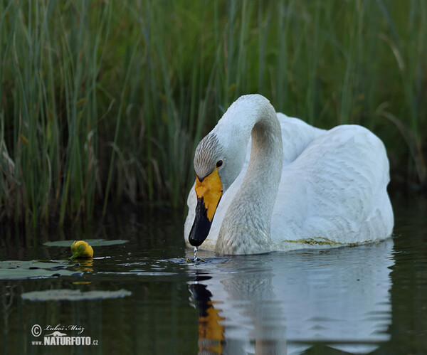 Cisne-bravo