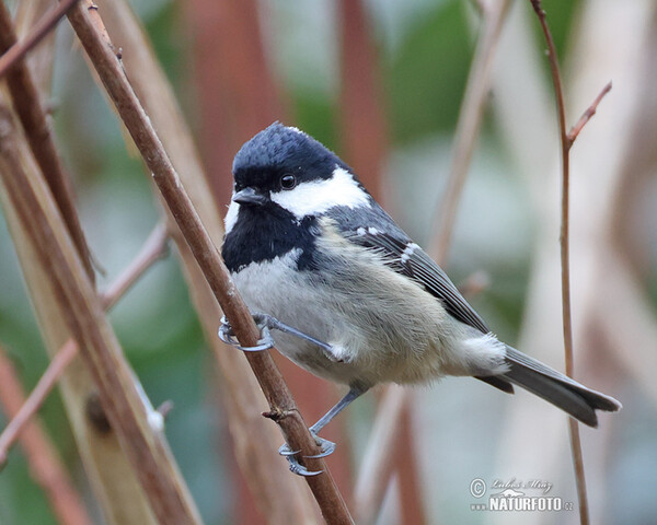 Coal Tit (Periparus ater)