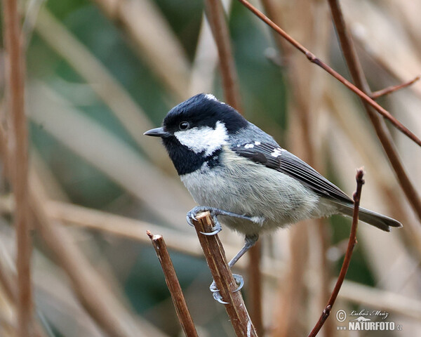 Coal Tit (Periparus ater)