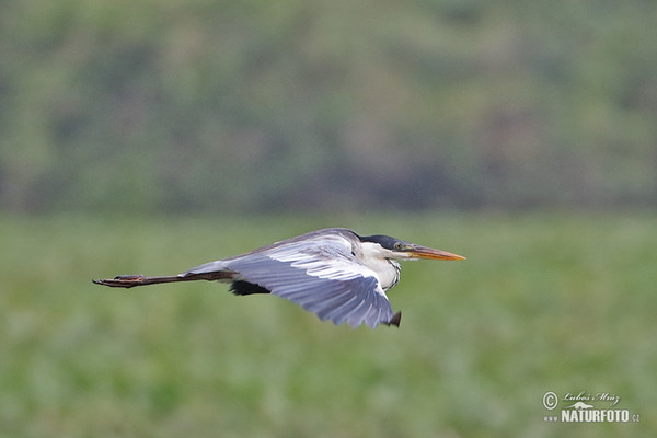 Cocoi Heron (Ardea cocoi)