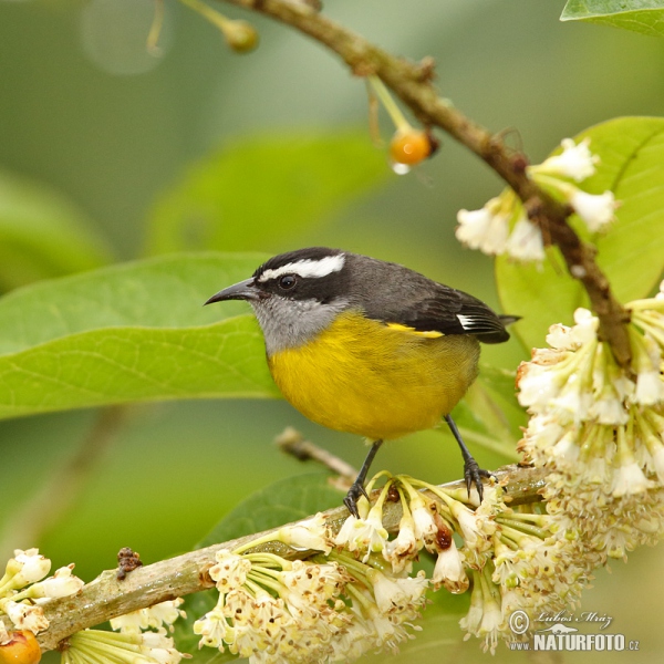 Coereba