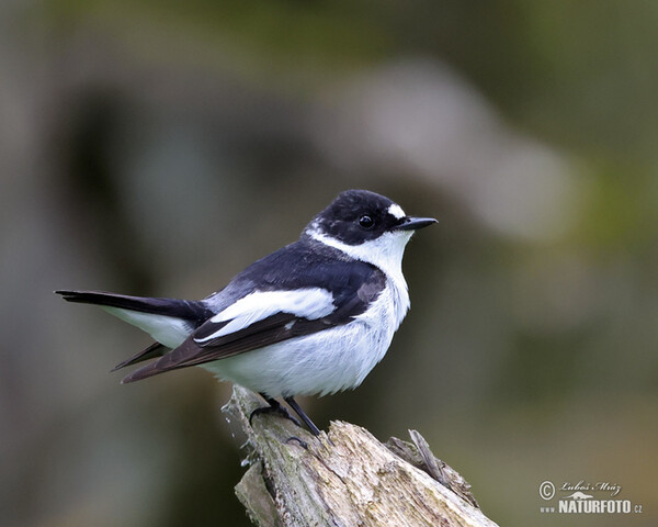 Collared Flycatcher (Ficedula albicollis)