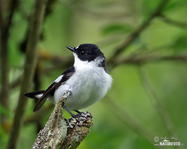 Collared Flycatcher (Ficedula albicollis)