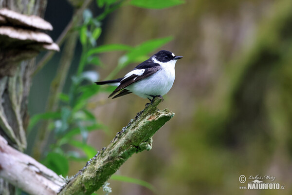 Collared Flycatcher (Ficedula albicollis)