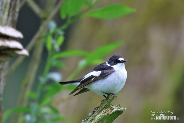 Collared Flycatcher (Ficedula albicollis)