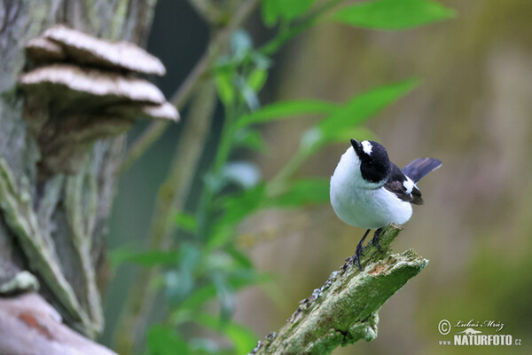 Collared Flycatcher (Ficedula albicollis)