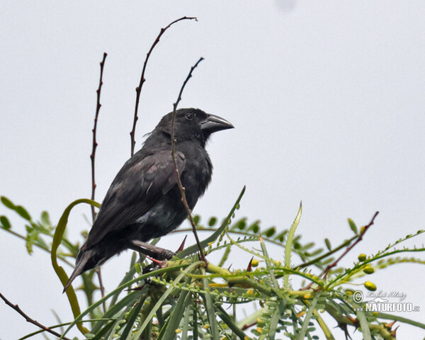 Common Cactus-Finch Photos, Common Cactus-Finch Images, Nature Wildlife ...