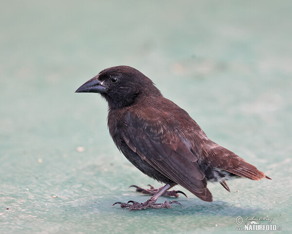 Common Cactus-Finch (Geospiza scandens)