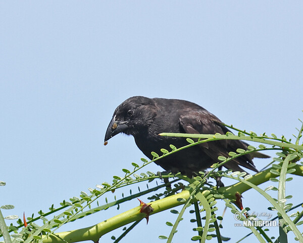 Common Cactus-Finch (Geospiza scandens)