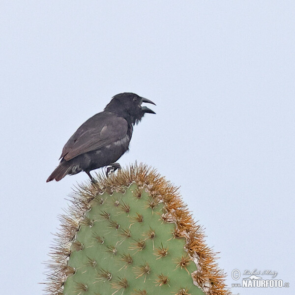 Common Cactus-Finch Photos, Common Cactus-Finch Images, Nature Wildlife ...