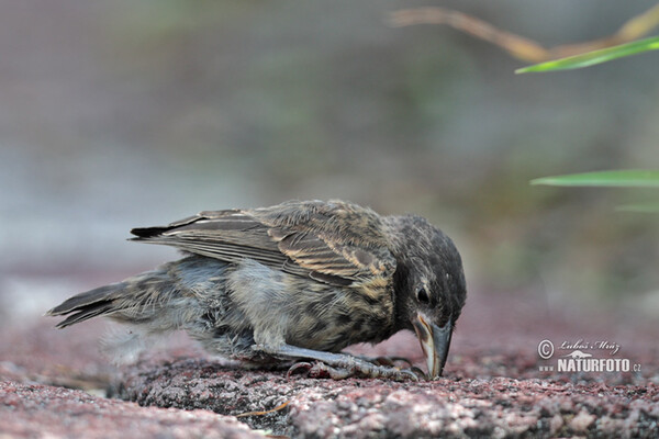 Common Cactus-Finch Photos, Common Cactus-Finch Images, Nature Wildlife ...