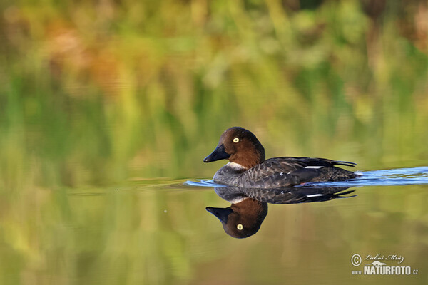 Common Goldeneye (Bucephala clangula)