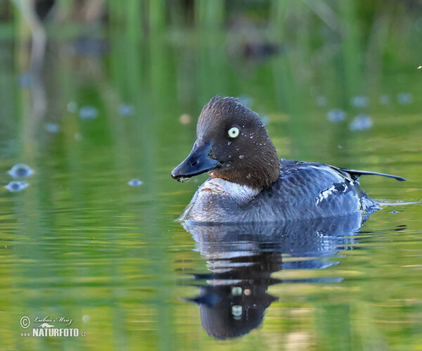 Common Goldeneye (Bucephala clangula)