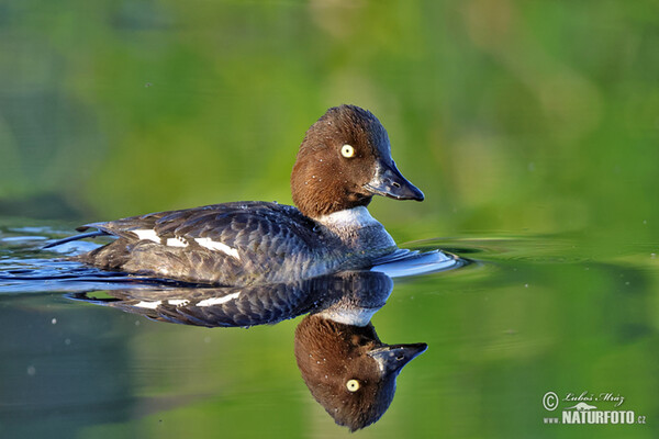 Common Goldeneye (Bucephala clangula)