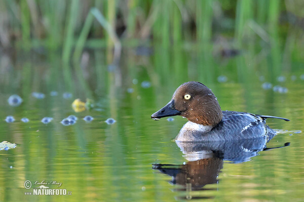 Common Goldeneye (Bucephala clangula)