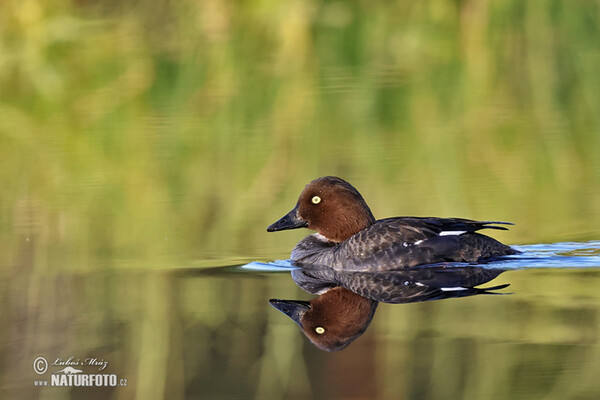 Common Goldeneye (Bucephala clangula)