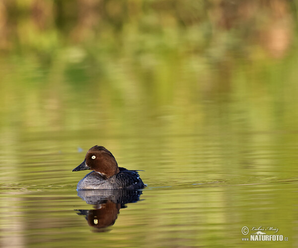 Common Goldeneye (Bucephala clangula)