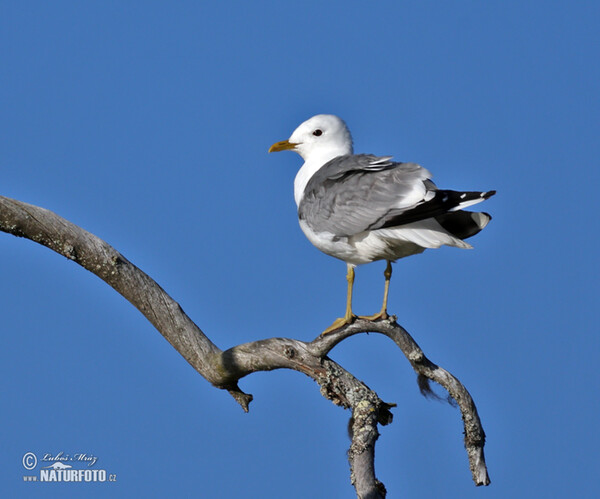 Common Gull (Larus canus)