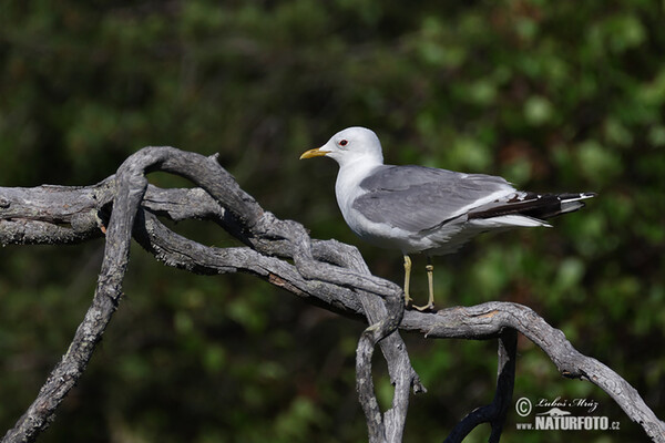 Common Gull (Larus canus)