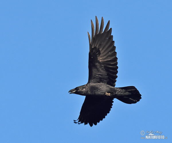 Common Raven (Corvus corax)