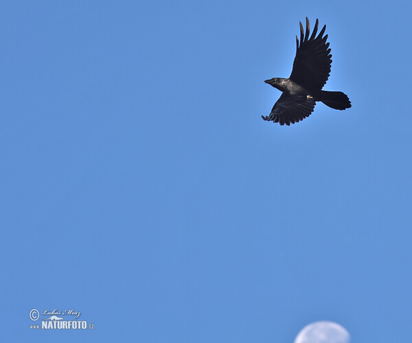 Common Raven (Corvus corax)