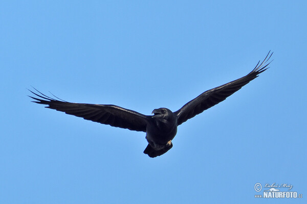 Common Raven (Corvus corax)