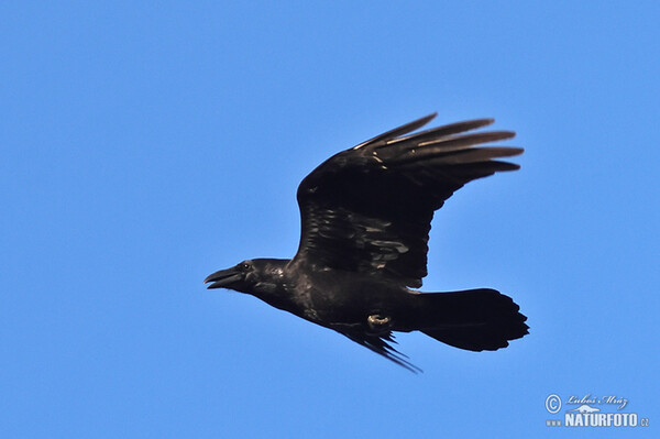 Common Raven (Corvus corax)