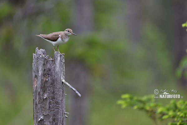 Common Sandpiper (Actitis hypoleucos)