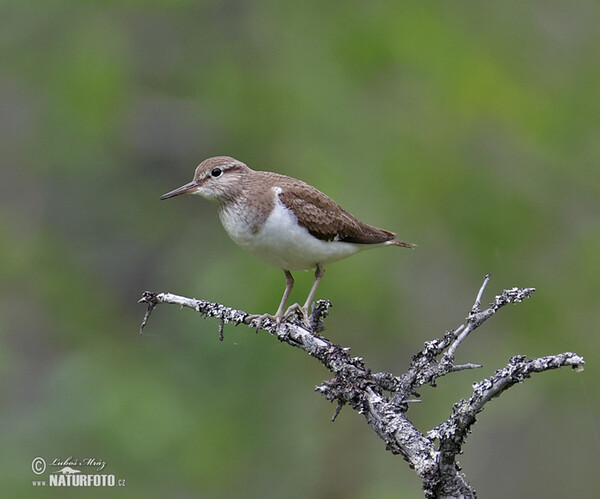 Common Sandpiper (Actitis hypoleucos)