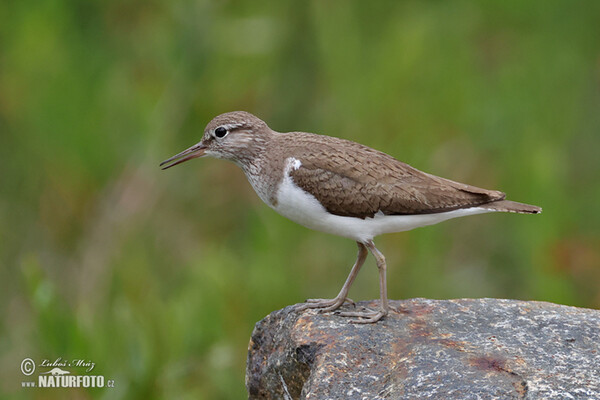 Common Sandpiper (Actitis hypoleucos)