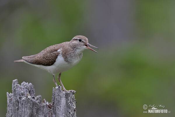 Common Sandpiper (Actitis hypoleucos)