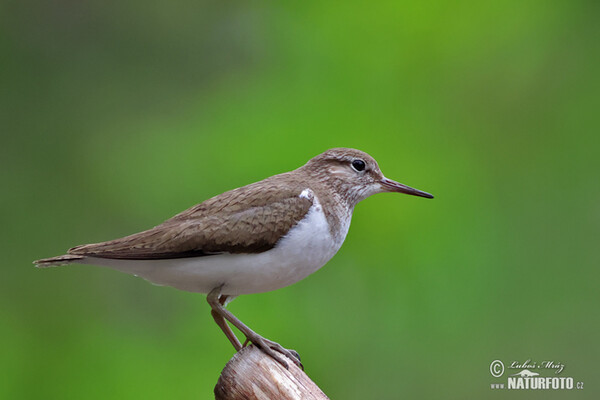 Common Sandpiper (Actitis hypoleucos)