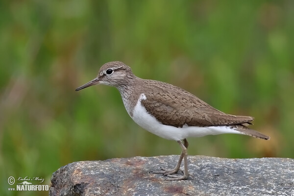 Common Sandpiper (Actitis hypoleucos)